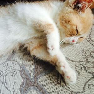 人与动物兽交视频
